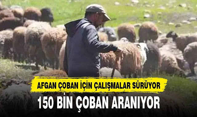 150 BİN ÇOBAN ARANIYOR