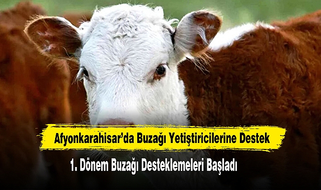 Afyonkarahisar’da 1. Dönem Buzağı Desteklemeleri Başladı