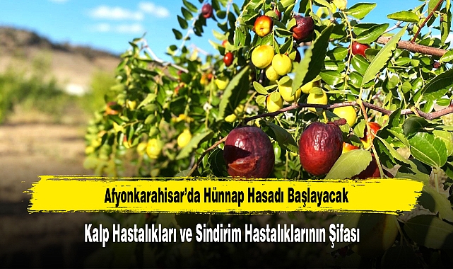 Afyonkarahisar’da Hünnap Hasadı Başlayacak