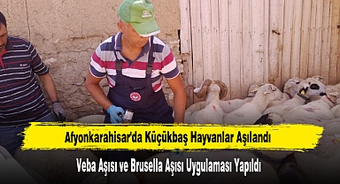 Afyonkarahisar'da Küçükbaş Hayvanlar Aşılandı