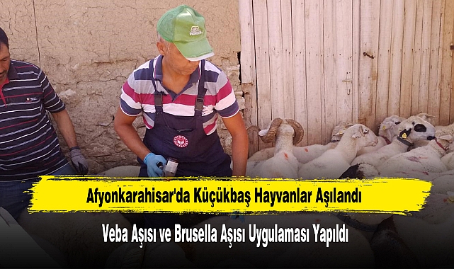 Afyonkarahisar'da Küçükbaş Hayvanlar Aşılandı