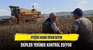 Ayçiçek Hasadı Devam Ediyor Ekipler Yerinde Kontrol Ediyor