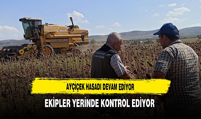 Ayçiçek Hasadı Devam Ediyor Ekipler Yerinde Kontrol Ediyor