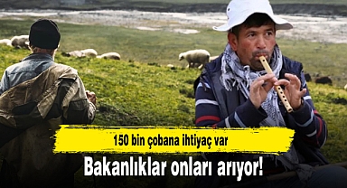 Bakanlıklar onları arıyor! 150 bin çobana ihtiyaç var