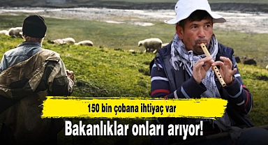 Bakanlıklar onları arıyor! 150 bin çobana ihtiyaç var
