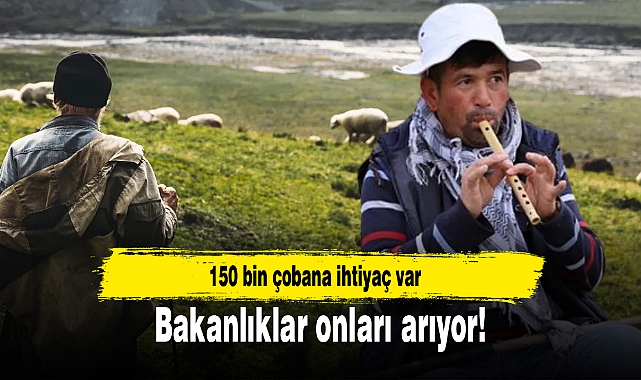 Bakanlıklar onları arıyor! 150 bin çobana ihtiyaç var