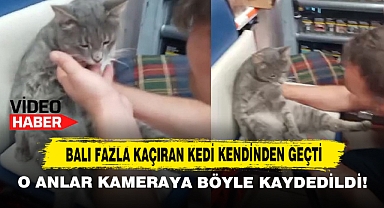 Balı Fazla Kaçıran Kedi Böyle Kendinden Geçti