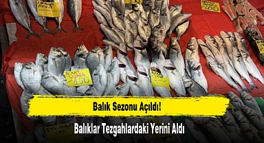 Balık Sezonu Açıldı: Balıklar Tezgahlardaki Yerini Aldı