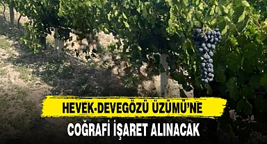 'HEVEK-DEVEGÖZÜ ÜZÜMÜ'NE COĞRAFİ İŞARET ALINACAK