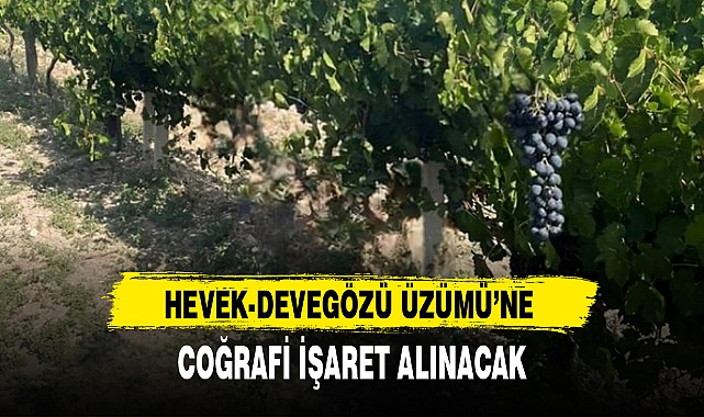 'HEVEK-DEVEGÖZÜ ÜZÜMÜ'NE COĞRAFİ İŞARET ALINACAK