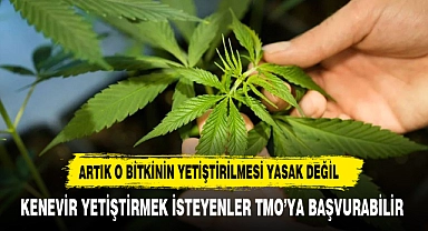 İlaç etkin maddesi üretmek isteyen kenevir yetiştiricisine TMO'ya başvurma imkanı