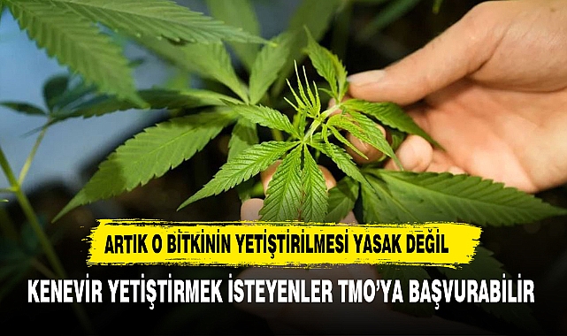 İlaç etkin maddesi üretmek isteyen kenevir yetiştiricisine TMO'ya başvurma imkanı