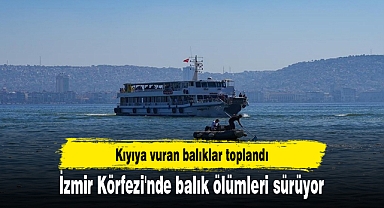 İzmir Körfezi'nde balık ölümleri sürüyor
