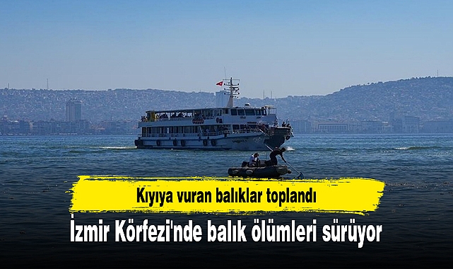 İzmir Körfezi'nde balık ölümleri sürüyor