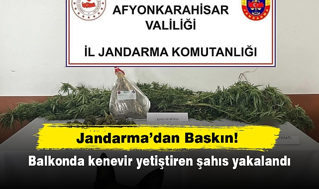 Jandarma’dan Baskın!  Balkonda kenevir yetiştiren şahıs yakalandı