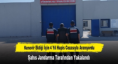 Kenevir Ektiği İçin 4 Yıl Hapis Cezasıyla Aranıyordu