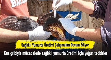 Sağlıklı Yumurta Üretimi Çalışmaları Devam Ediyor: Kuş gribiyle mücadelede sağlıklı yumurta üretimi için yoğun tedbirler