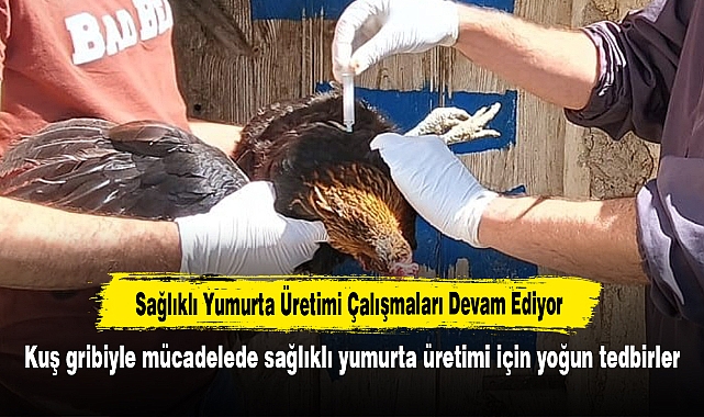 Sağlıklı Yumurta Üretimi Çalışmaları Devam Ediyor: Kuş gribiyle mücadelede sağlıklı yumurta üretimi için yoğun tedbirler