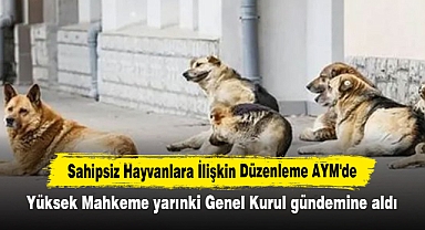 Sahipsiz Hayvanlara İlişkin Düzenleme AYM'de