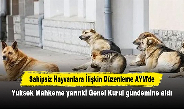 Sahipsiz Hayvanlara İlişkin Düzenleme AYM'de