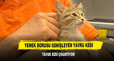 Yemek Borusu Genişleyen Yavru Kedi Tavuk Sesi Çıkartıyor