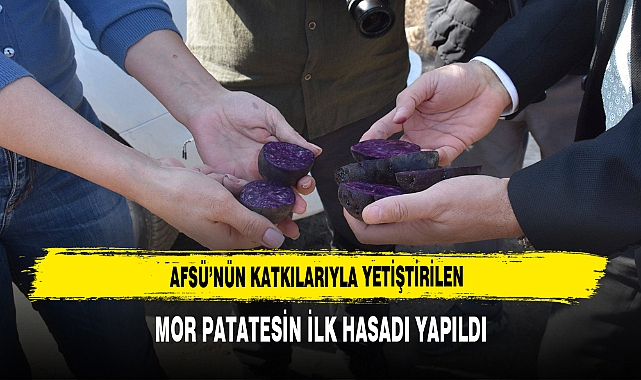 AFSÜ’nün Katkılarıyla Yetiştirilen Mor Patatesin İlk Hasadı Yapıldı