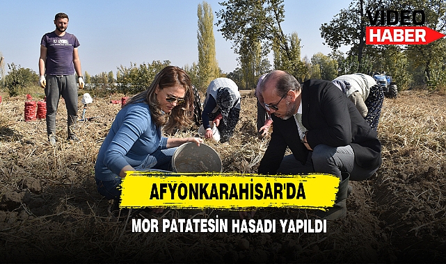 Afyonkarahisar'da Mor Patatesin Hasadı Yapıldı