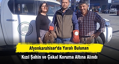 Afyonkarahisar’da Yaralı Bulunan Kızıl Şahin ve Çakal Koruma Altına Alındı
