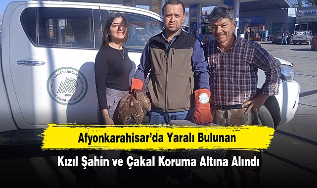 Afyonkarahisar’da Yaralı Bulunan Kızıl Şahin ve Çakal Koruma Altına Alındı