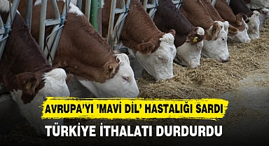 AVRUPA’YI ’MAVİ DİL’ HASTALIĞI SARDI TÜRKİYE İTHALATI DURDURDU