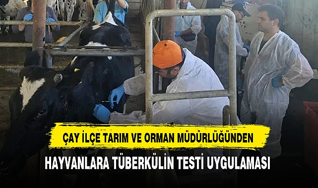 ÇAY İLÇE TARIM VE ORMAN MÜDÜRLÜĞÜNDEN HAYVANLARA TÜBERKÜLİN TESTİ UYGULAMASI