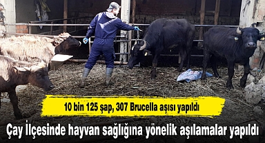 Çay İlçesinde hayvan sağlığına yönelik aşılamalar yapıldı