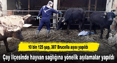 Çay İlçesinde hayvan sağlığına yönelik aşılamalar yapıldı