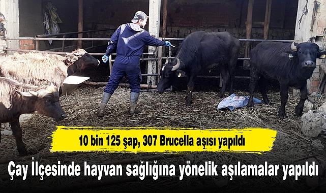 Çay İlçesinde hayvan sağlığına yönelik aşılamalar yapıldı