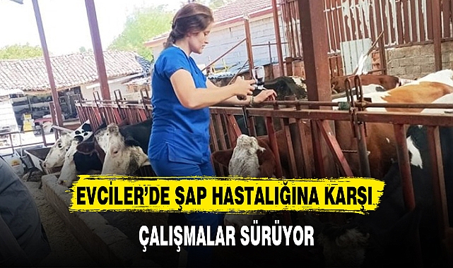 EVCİLER'DE ŞAP HASTALIĞINA KARŞI ÇALIŞMALAR SÜRÜYOR