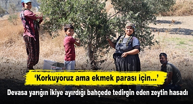 'Korkuyoruz ama ekmek parası için…' Devasa yarığın ikiye ayırdığı bahçede tedirgin eden zeytin hasadı