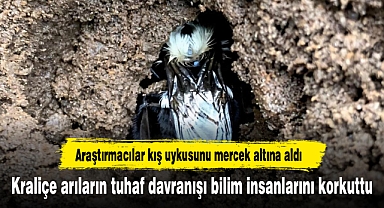 Kraliçe arıların tuhaf davranışı bilim insanlarını korkuttu