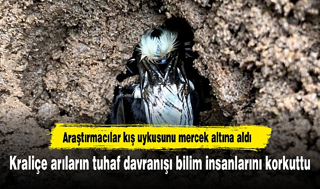 Kraliçe arıların tuhaf davranışı bilim insanlarını korkuttu