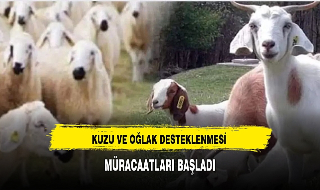 KUZU VE OĞLAK DESTEKLENMESİ MÜRACAATLARI BAŞLADI