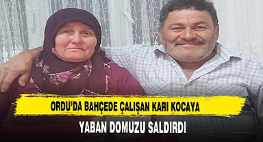 ORDU’DA BAHÇEDE ÇALIŞAN KARI KOCAYA YABAN DOMUZU SALDIRDI