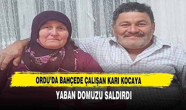 ORDU’DA BAHÇEDE ÇALIŞAN KARI KOCAYA YABAN DOMUZU SALDIRDI