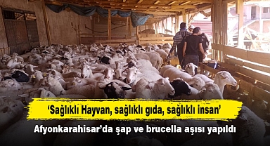 ‘Sağlıklı Hayvan, sağlıklı gıda, sağlıklı insan’ Afyonkarahisar’da şap ve brucella aşısı yapıldı