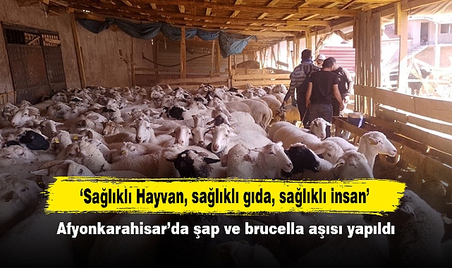 ‘Sağlıklı Hayvan, sağlıklı gıda, sağlıklı insan’ Afyonkarahisar’da şap ve brucella aşısı yapıldı