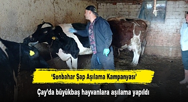 ‘Sonbahar Şap Aşılama Kampanyası’ Çay’da büyükbaş hayvanlara aşılama yapıldı