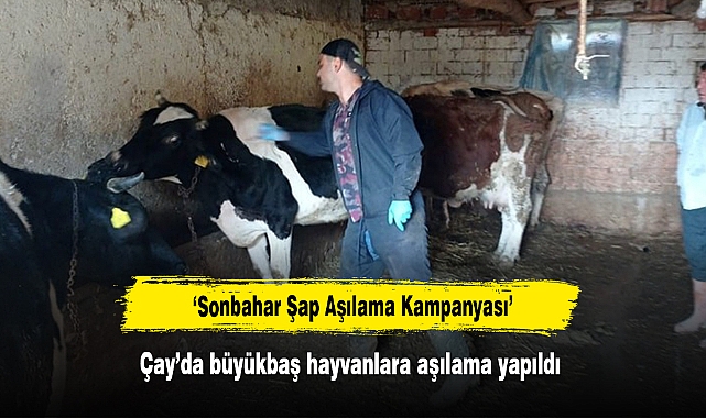 ‘Sonbahar Şap Aşılama Kampanyası’  Çay’da büyükbaş hayvanlara aşılama yapıldı