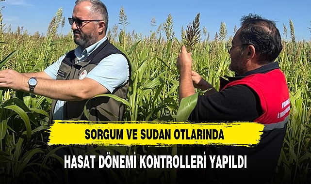 SORGUM VE SUDAN OTLARINDA HASAT DÖNEMİ KONTROLLERİ YAPILDI