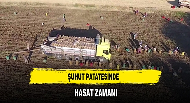 Şuhut Patatesinde Hasat Zamanı