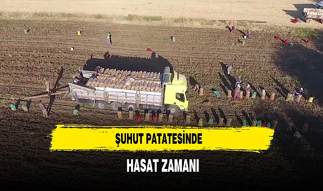 Şuhut Patatesinde Hasat Zamanı