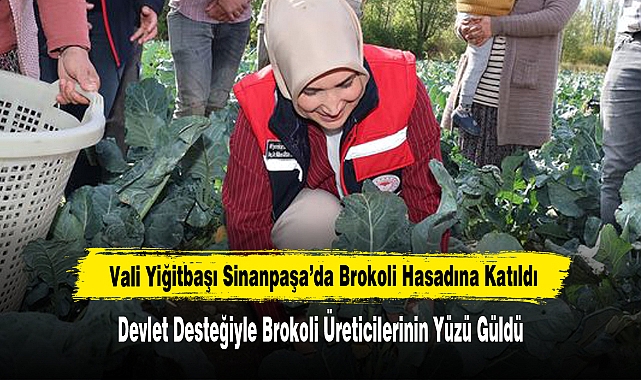 Vali Yiğitbaşı Sinanpaşa’da Brokoli Hasadına Katıldı
