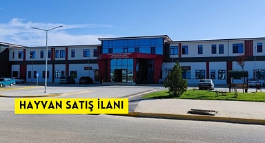 HAYVAN SATIŞ İLANI